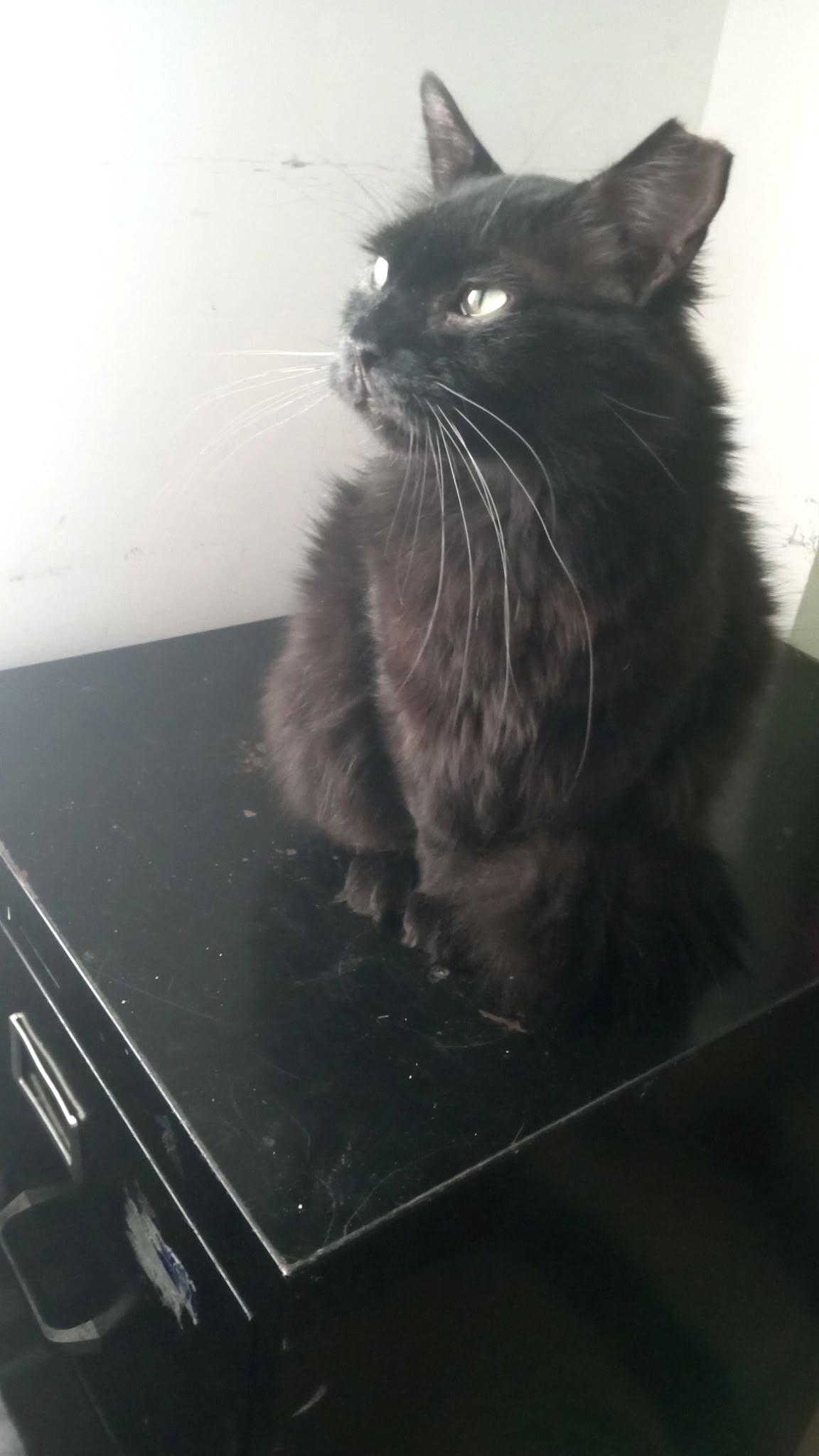 PIETRO - Fluffy Pretty Boy!