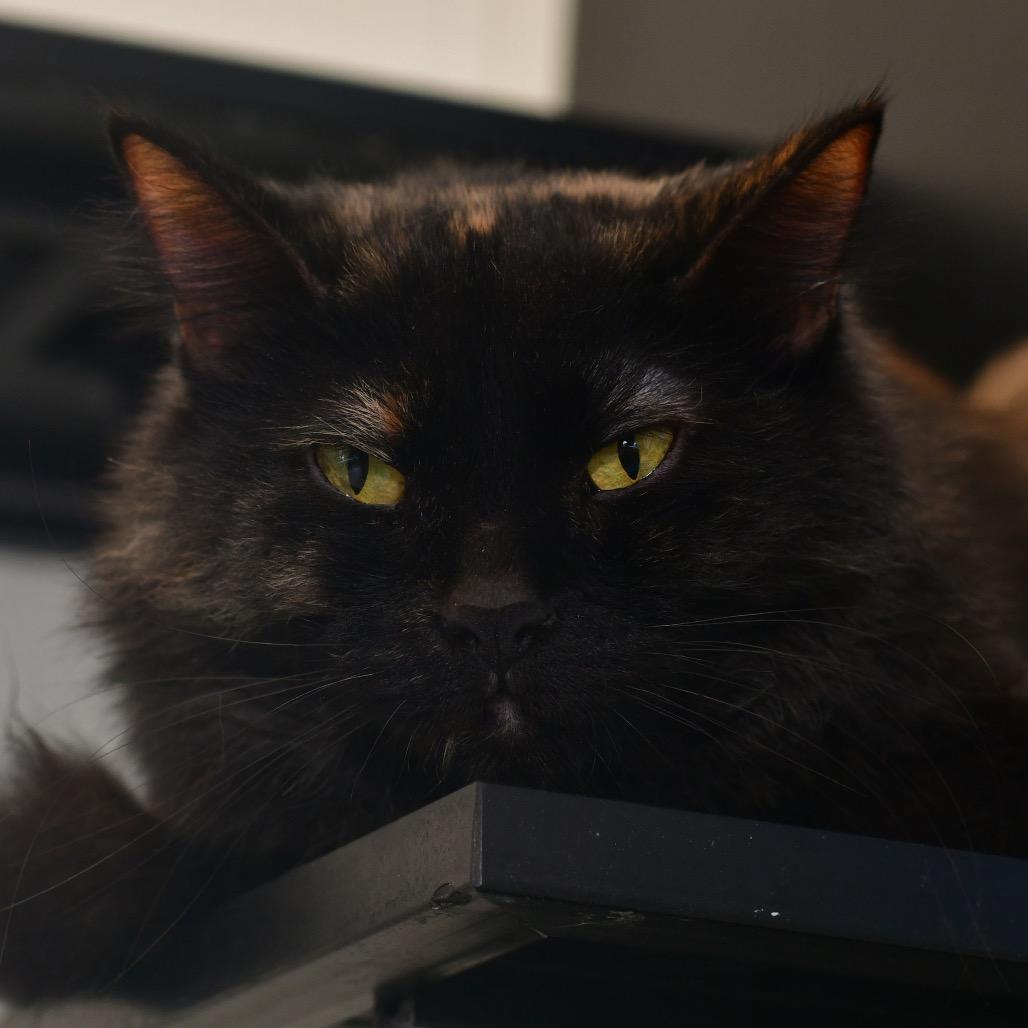 Enlarge Confetti, a Adoptable Domestic Long Hair in Ottawa, KS image 1/1