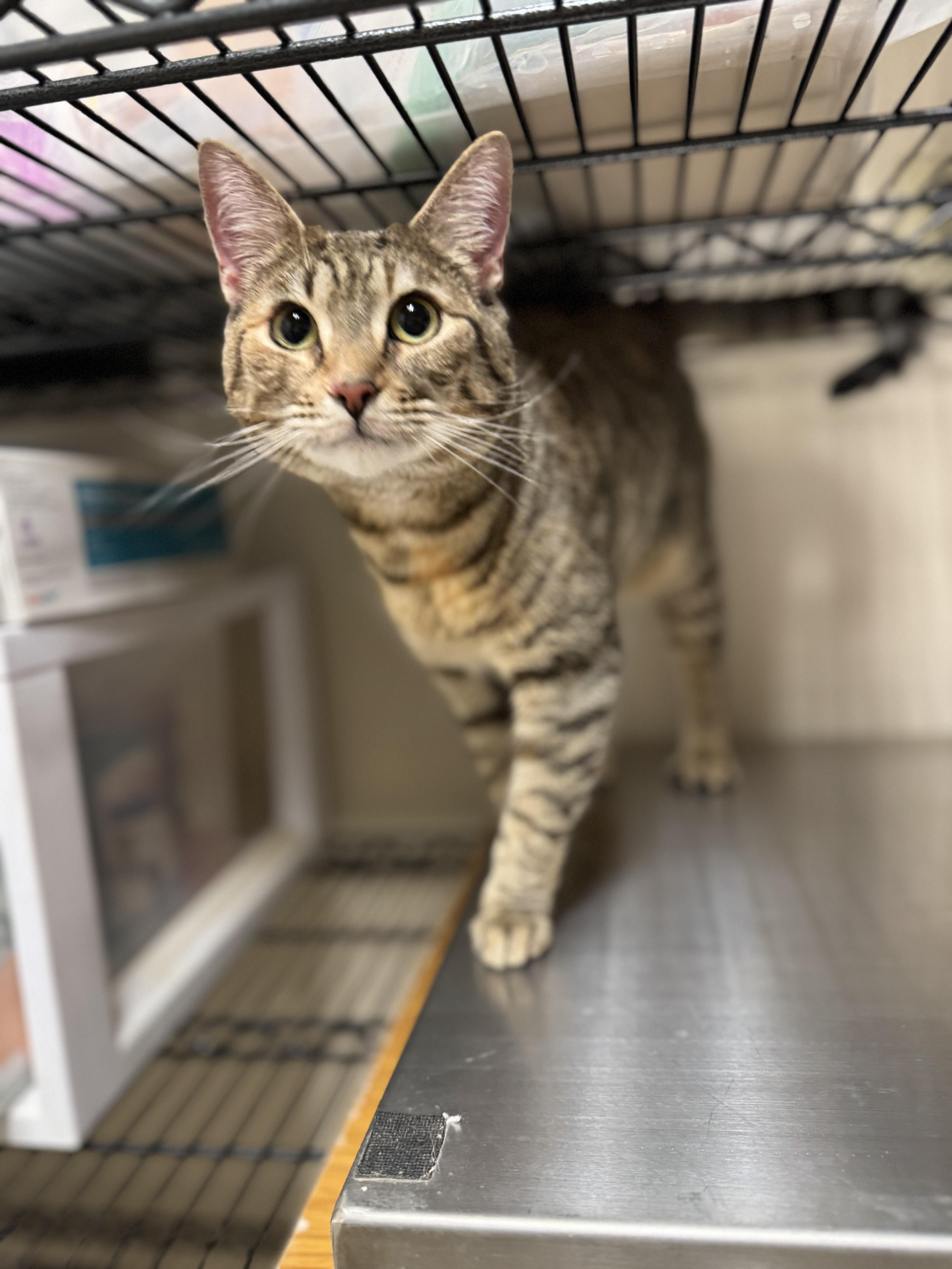 Chai, a ADOPTABLE Domestic Short Hair in Dodgeville, WI image 3/3