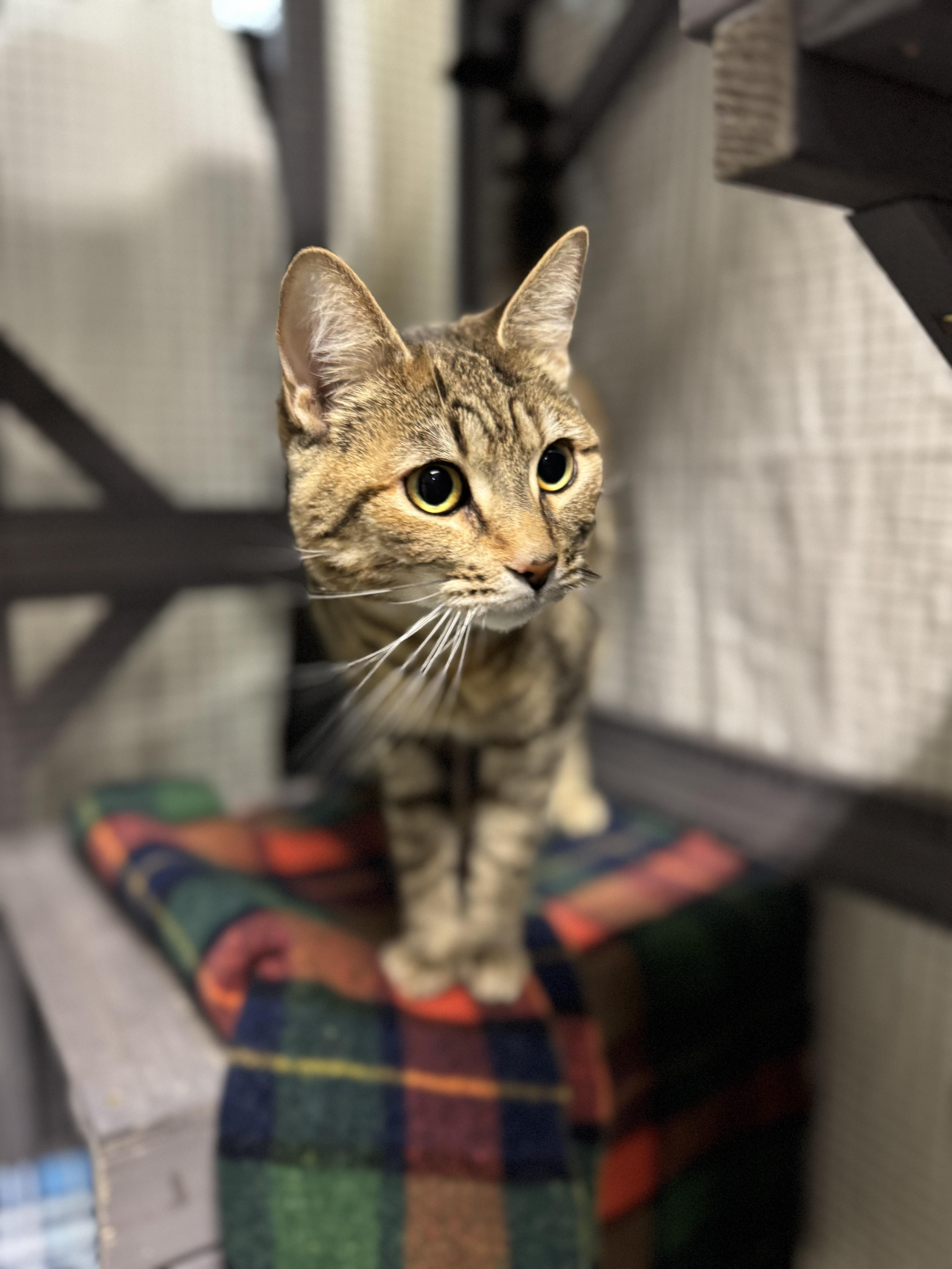 Chai, a ADOPTABLE Domestic Short Hair in Dodgeville, WI image 2/3