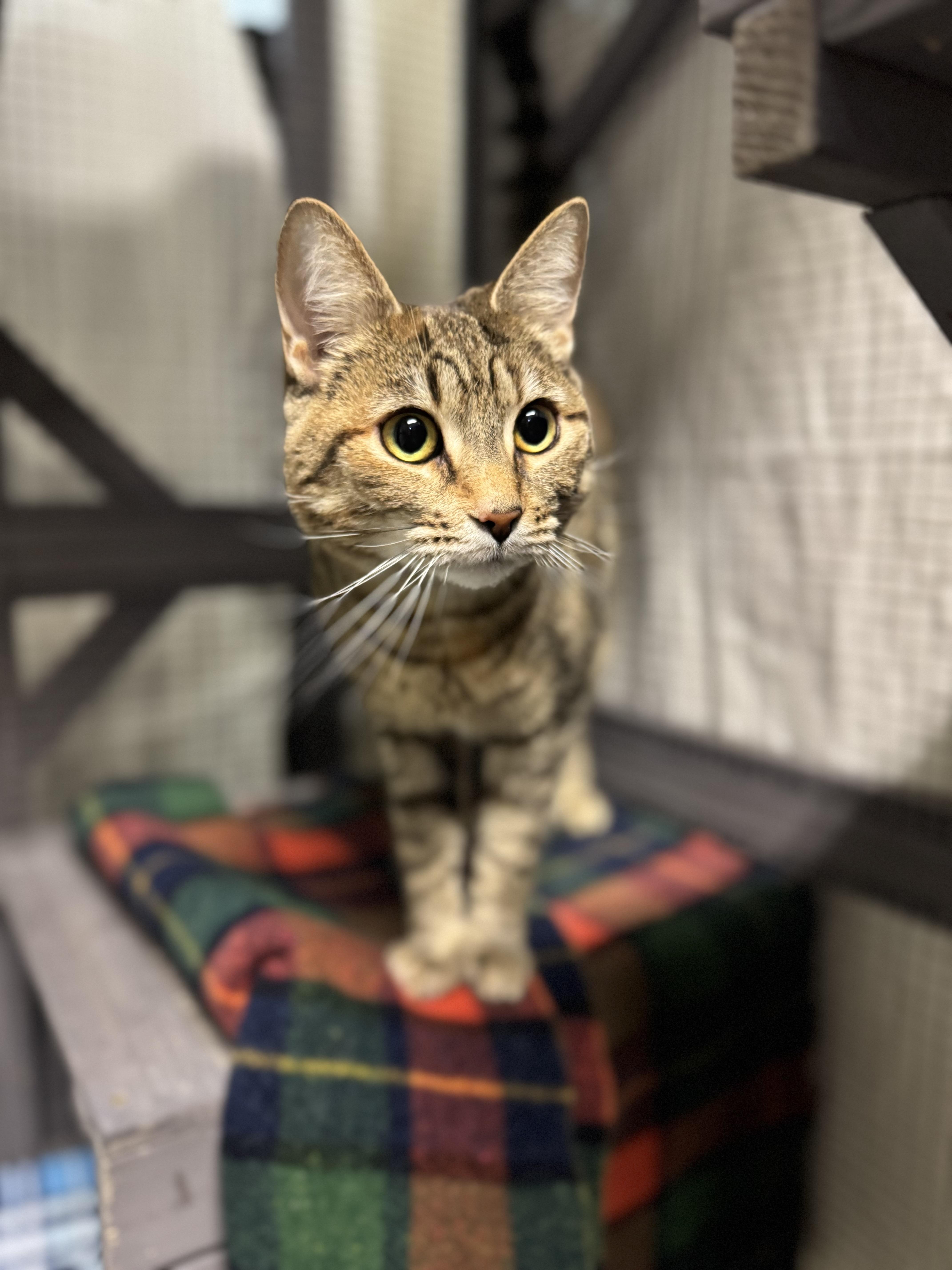 Chai, ADOPTABLE, Adult Female Domestic Short Hair.