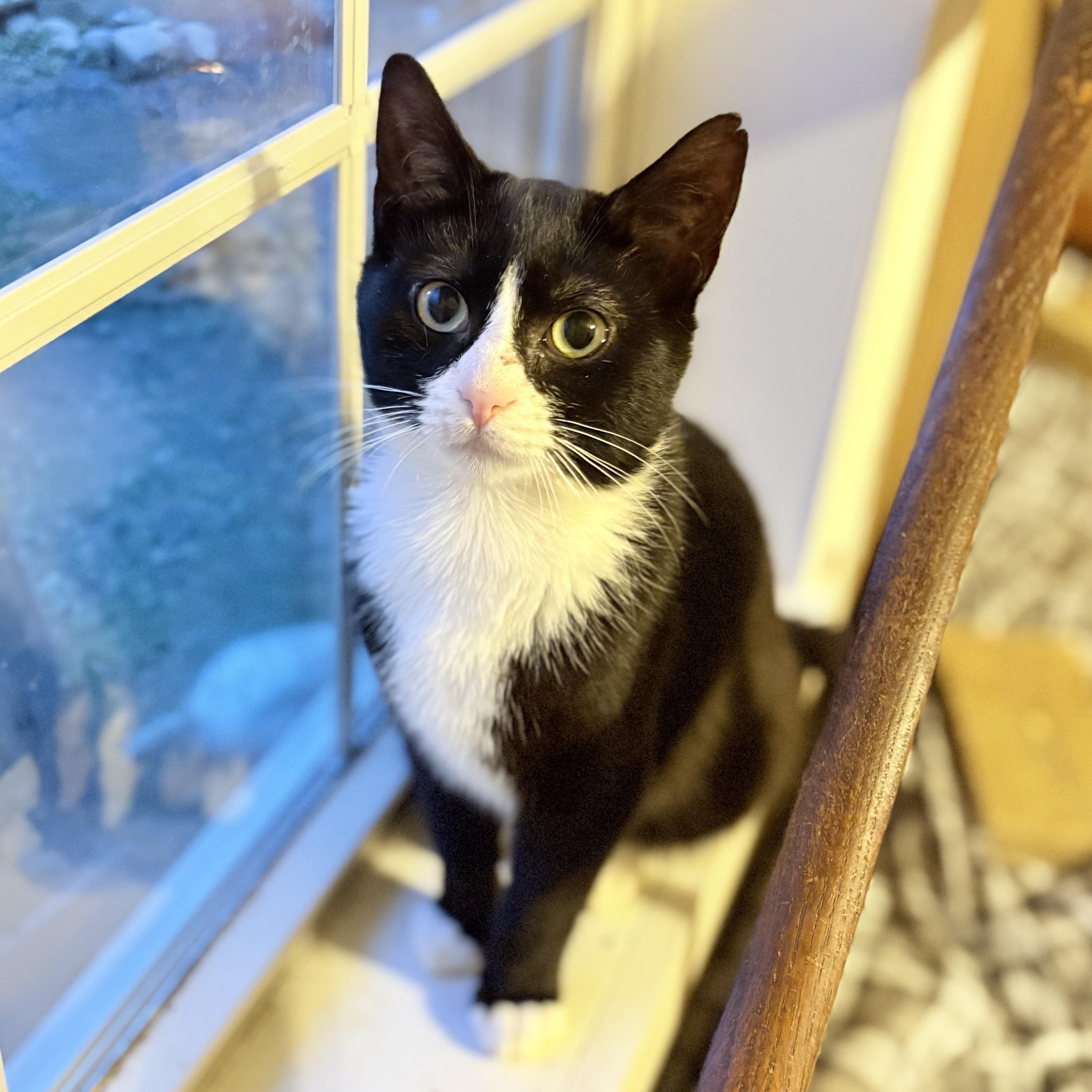 Enlarge Waldo, a ADOPTABLE Tuxedo in Oswego, NY image 4/4