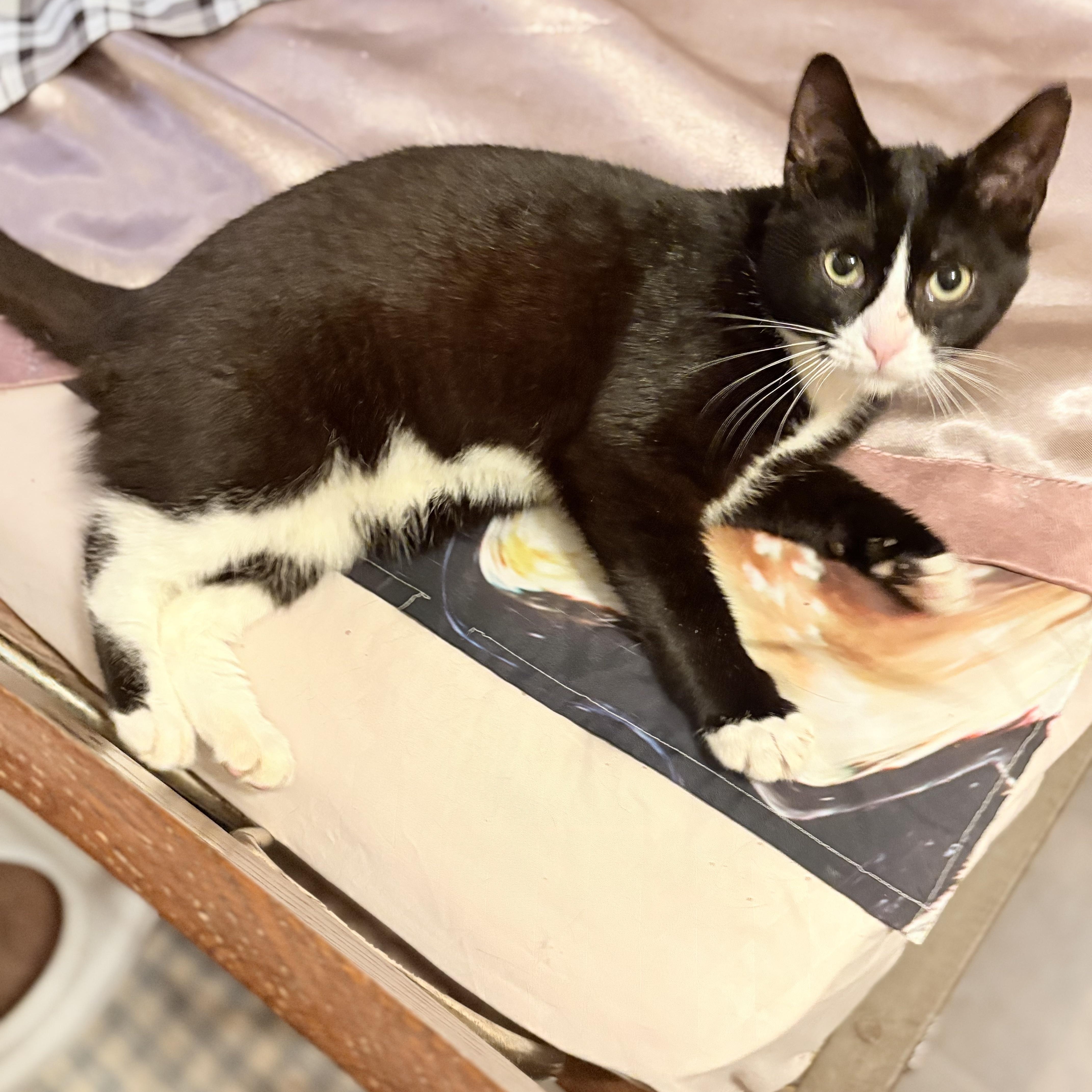 Enlarge Waldo, a ADOPTABLE Tuxedo in Oswego, NY image 3/4