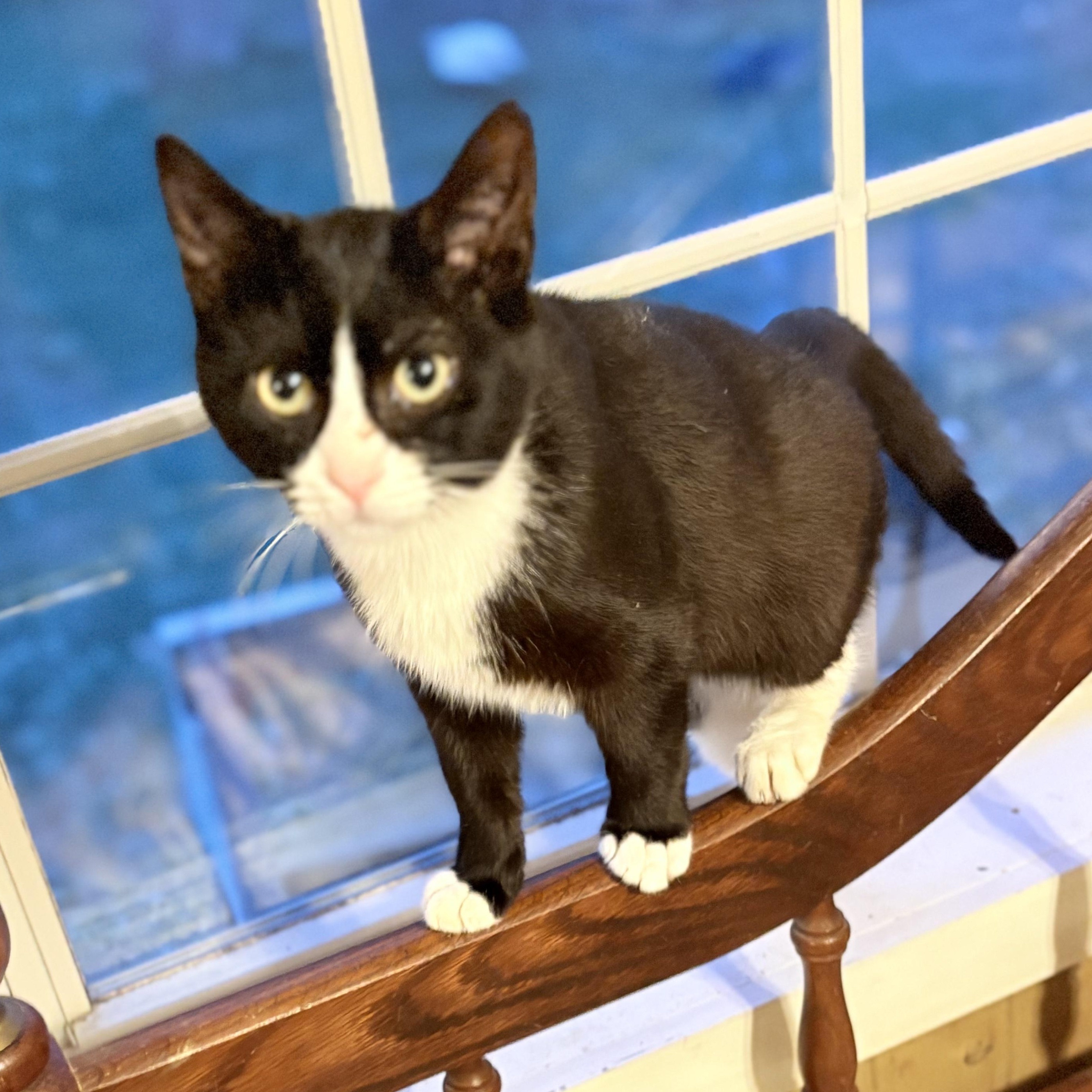 Enlarge Waldo, a ADOPTABLE Tuxedo in Oswego, NY image 2/4