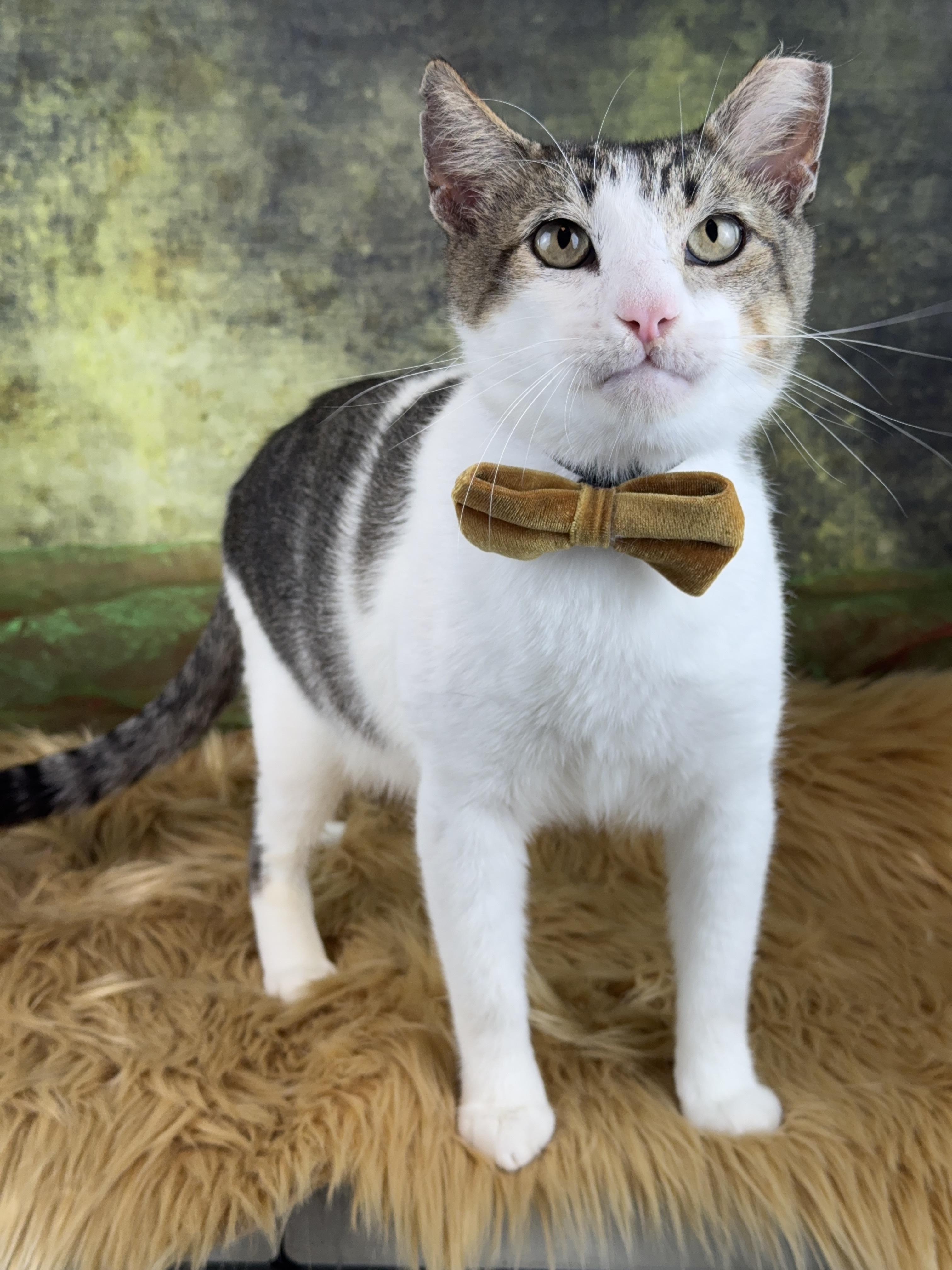 Enlarge Astro , a Adoptable Tabby in Houston, TX image 4/6