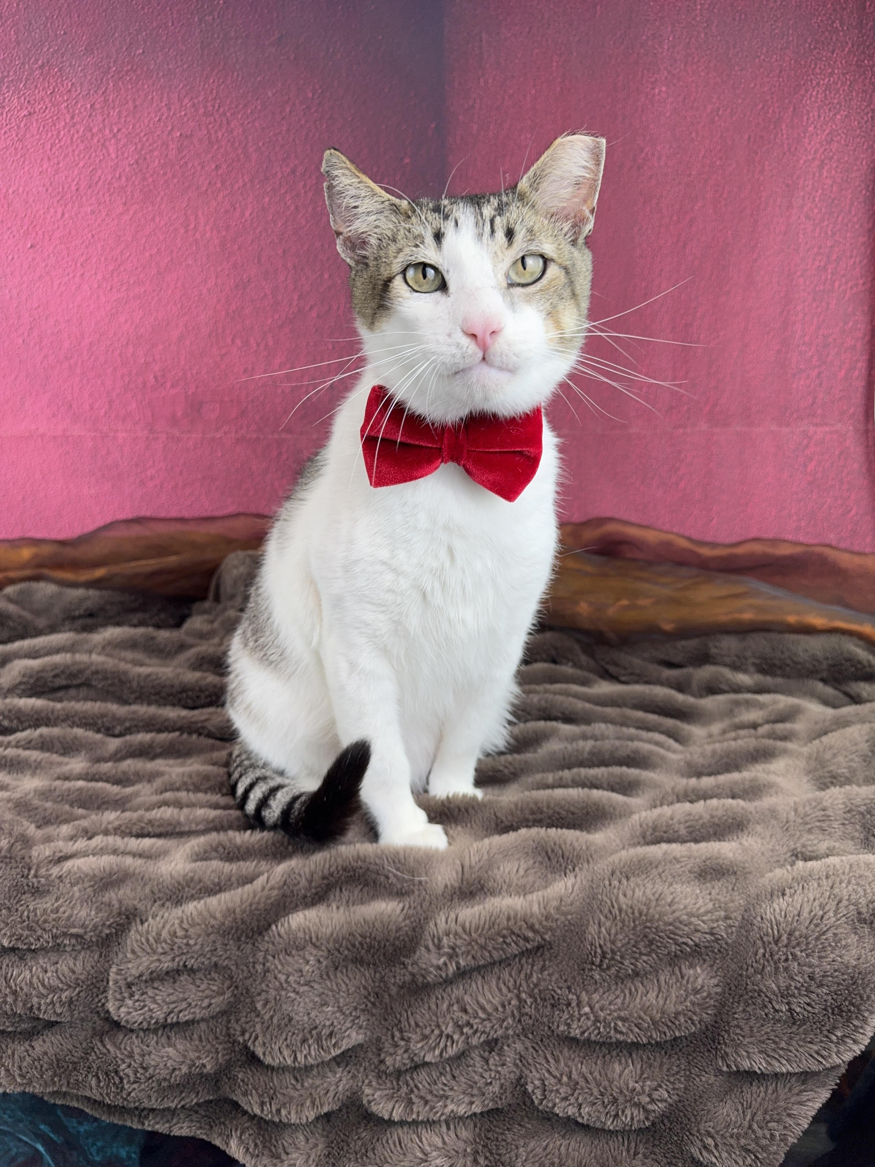 Enlarge Astro , a Adoptable Tabby in Houston, TX image 6/6