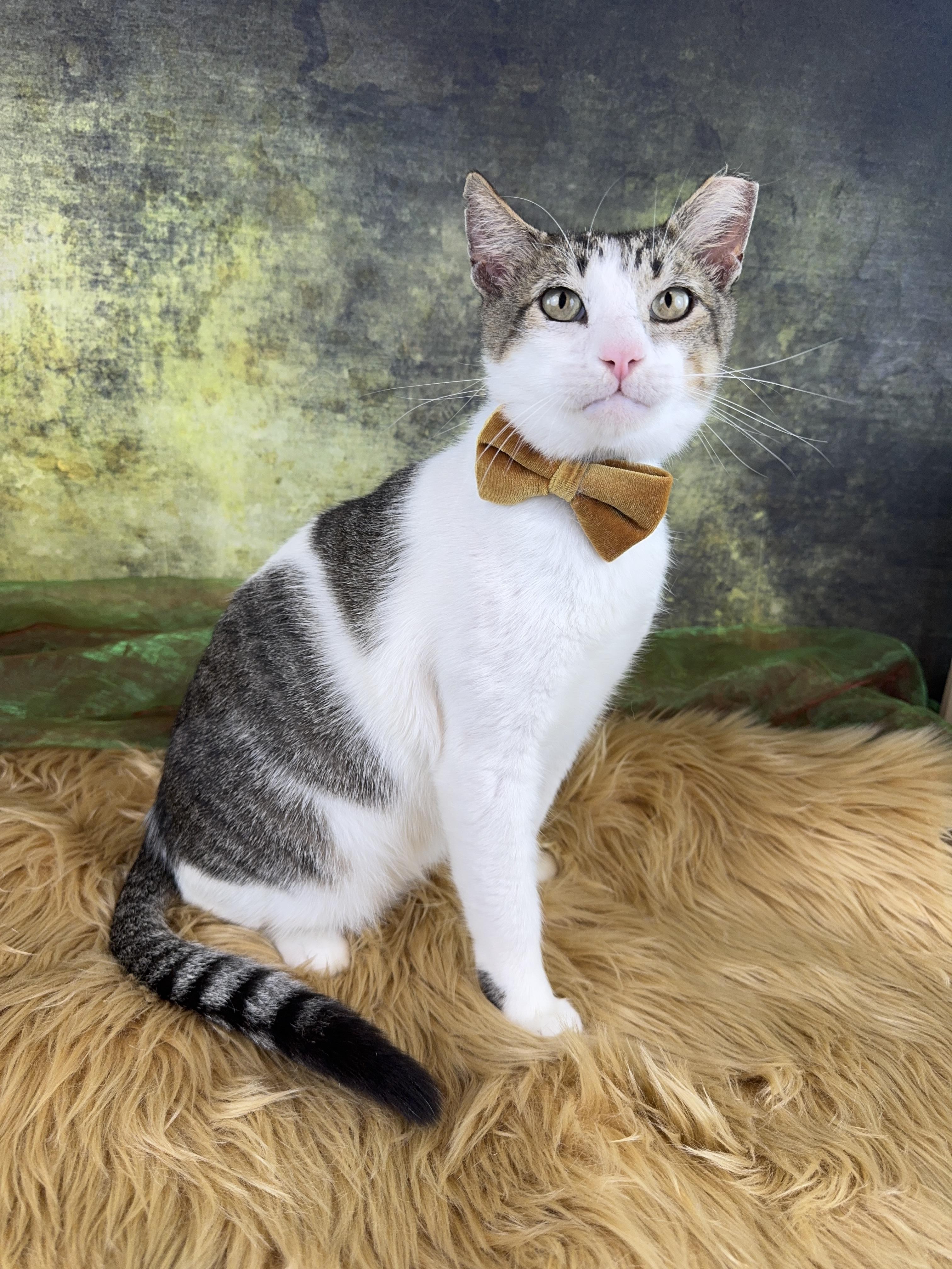 Enlarge Astro , a Adoptable Tabby in Houston, TX image 3/6