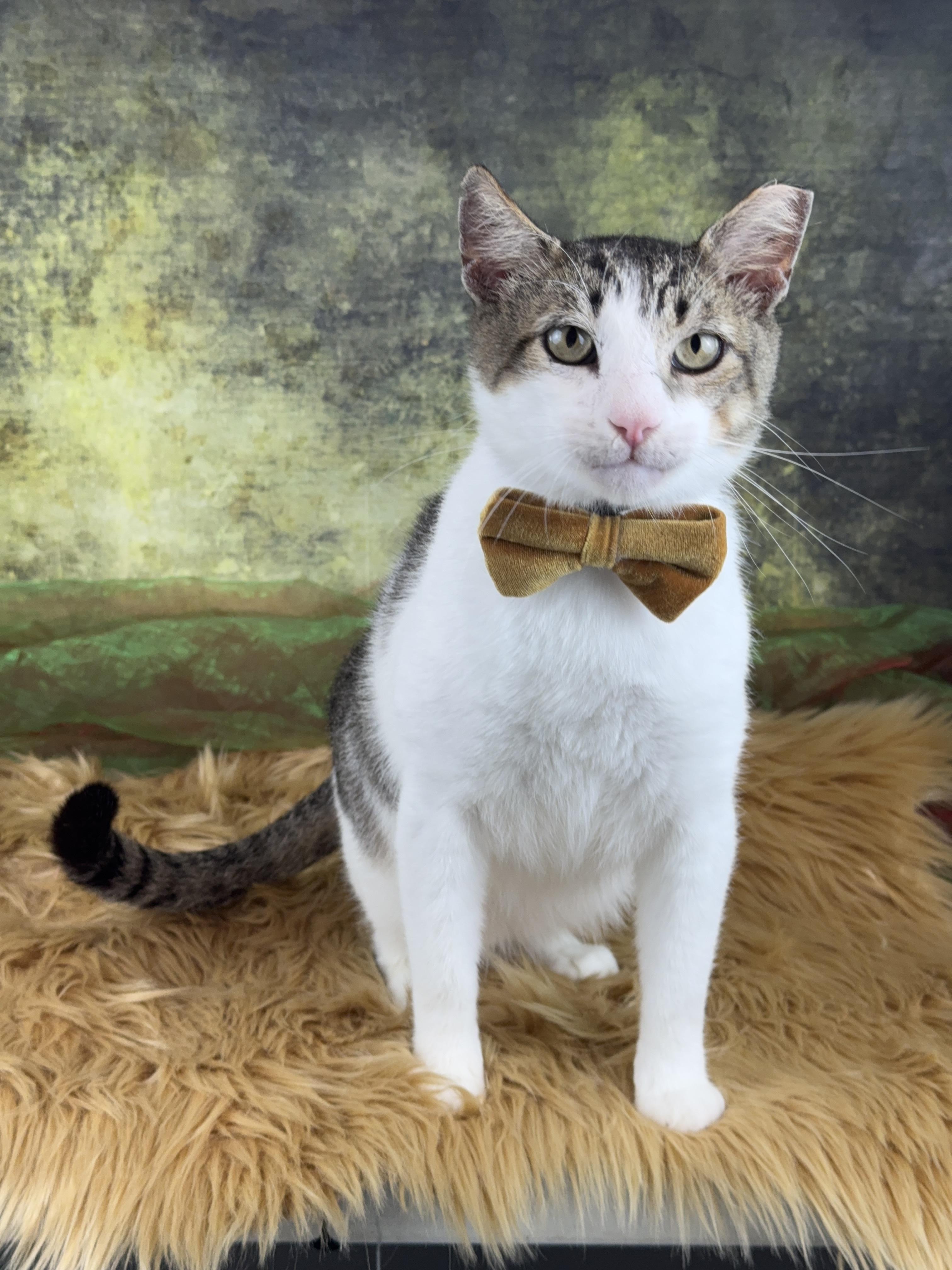 Enlarge Astro , a Adoptable Tabby in Houston, TX image 2/6