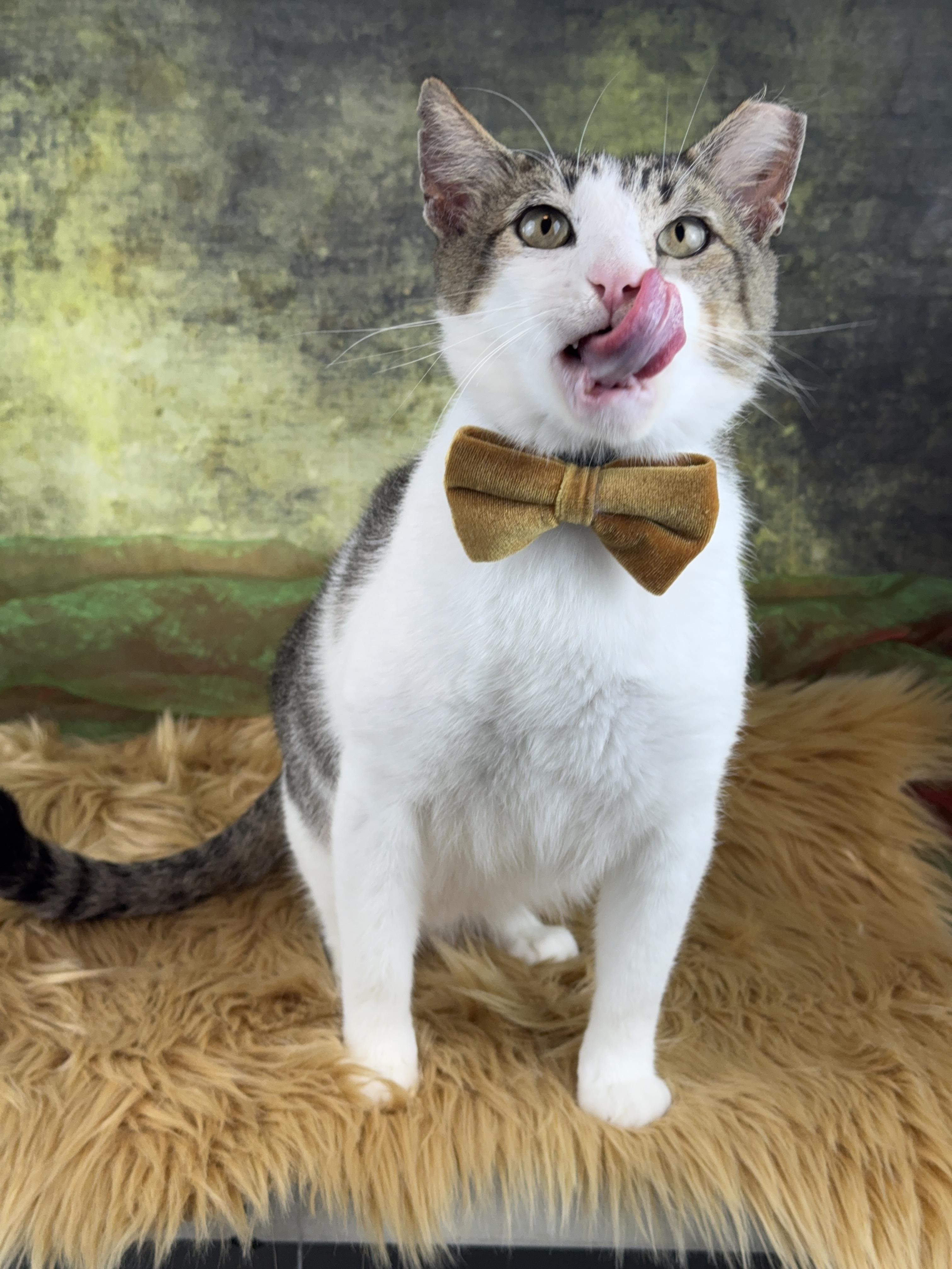 Astro , Adoptable, Young Male Tabby.