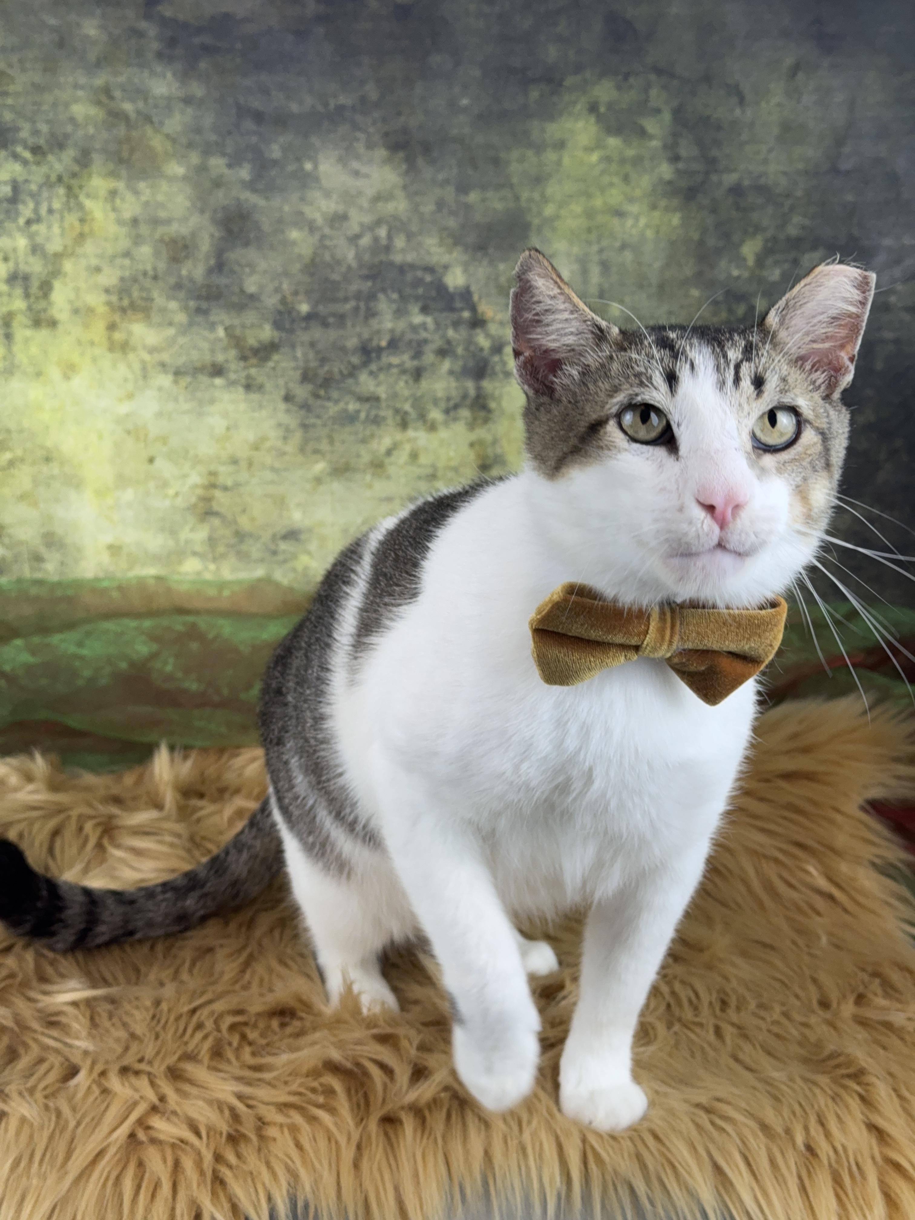 Enlarge Astro , a Adoptable Tabby in Houston, TX image 5/6