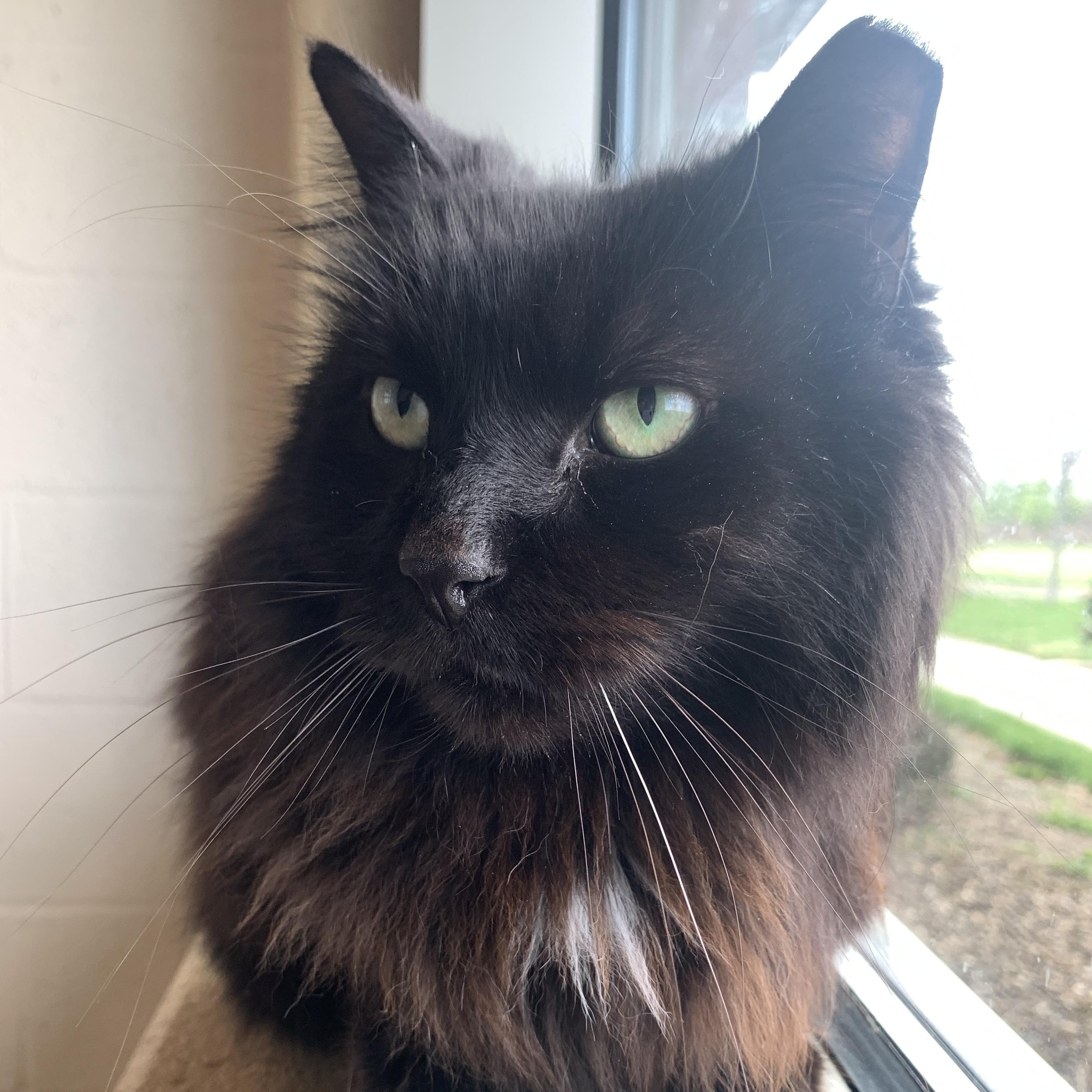 Enlarge Charlie, a Adoptable Domestic Short Hair in Winchester, VA image 2/3