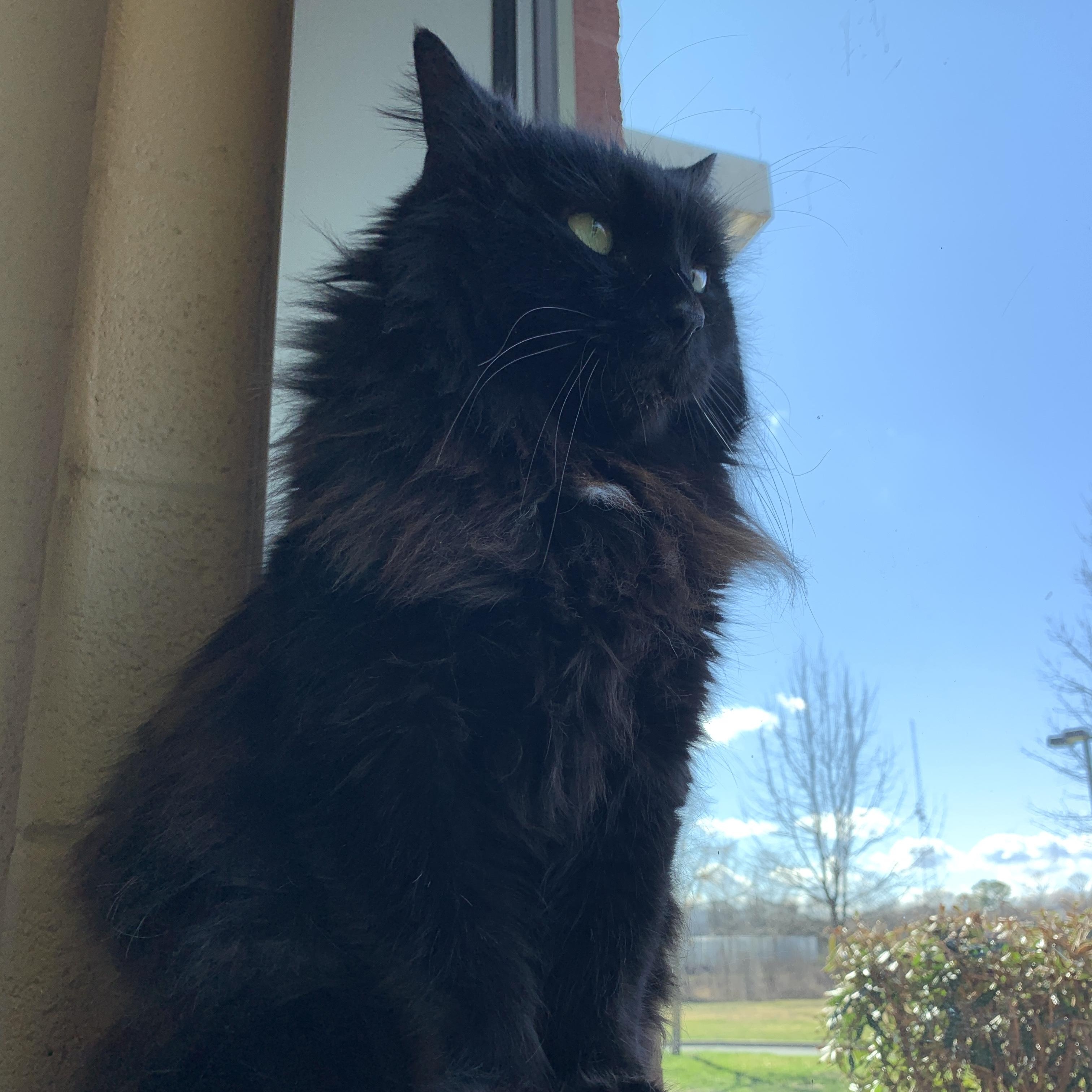 Enlarge Charlie, a Adoptable Domestic Short Hair in Winchester, VA image 1/3