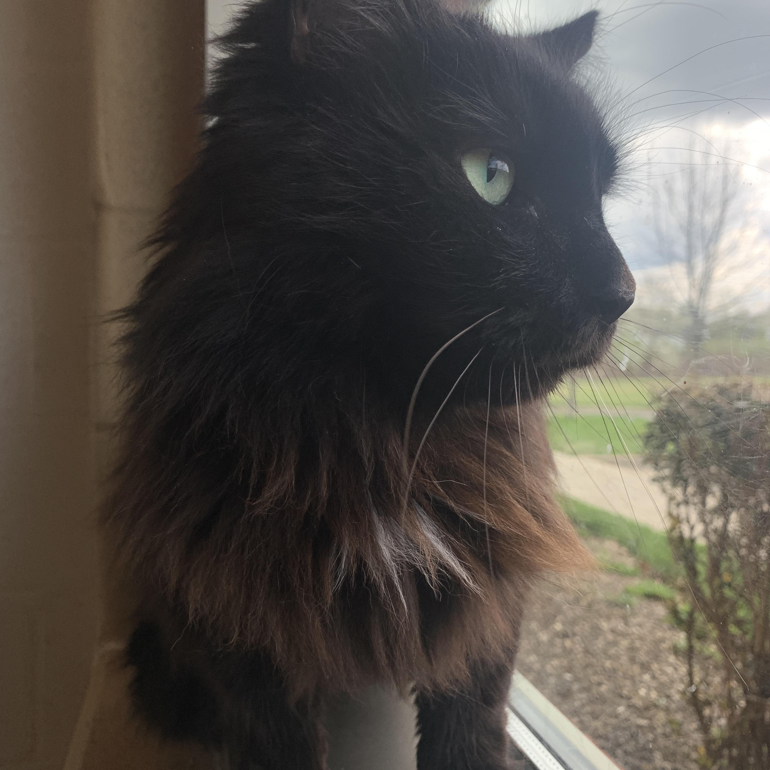 Enlarge Charlie, a Adoptable Domestic Short Hair in Winchester, VA image 3/3