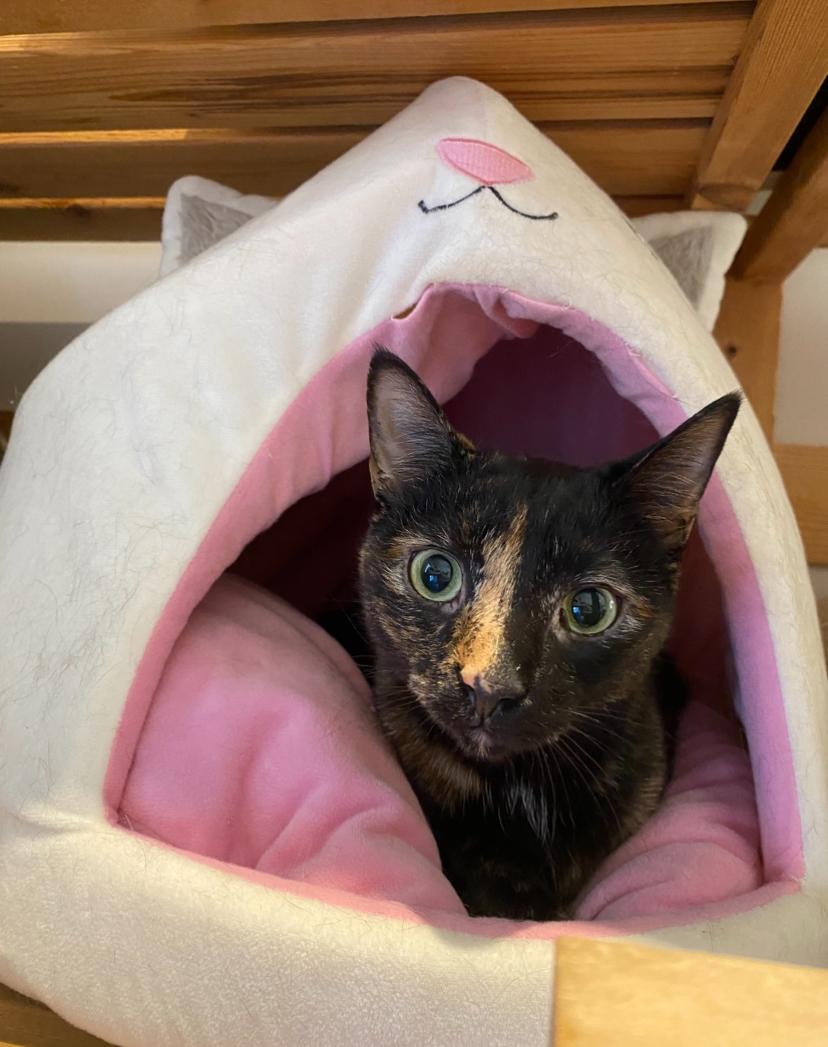 Elise, Adoptable, Young Female Domestic Short Hair.