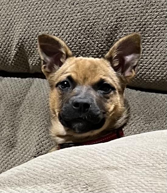 Faith Hill, a Adopted Australian Cattle Dog / Blue Heeler in Bellingham, WA image 1/5