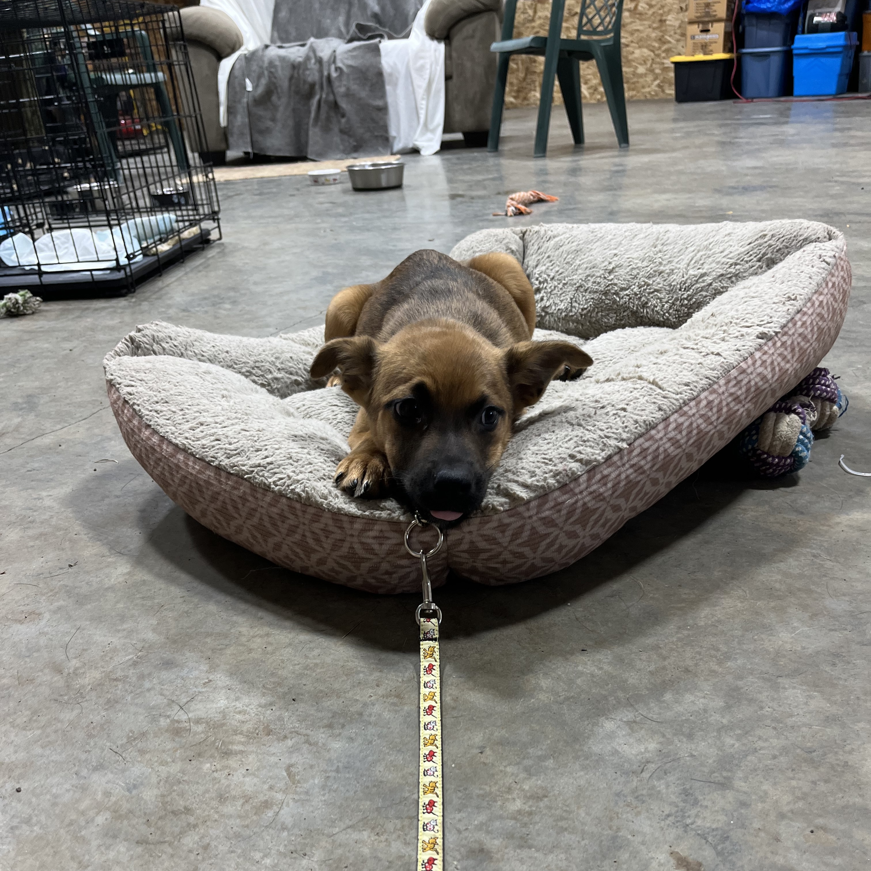 Faith Hill, a Adopted Australian Cattle Dog / Blue Heeler in Bellingham, WA image 5/5