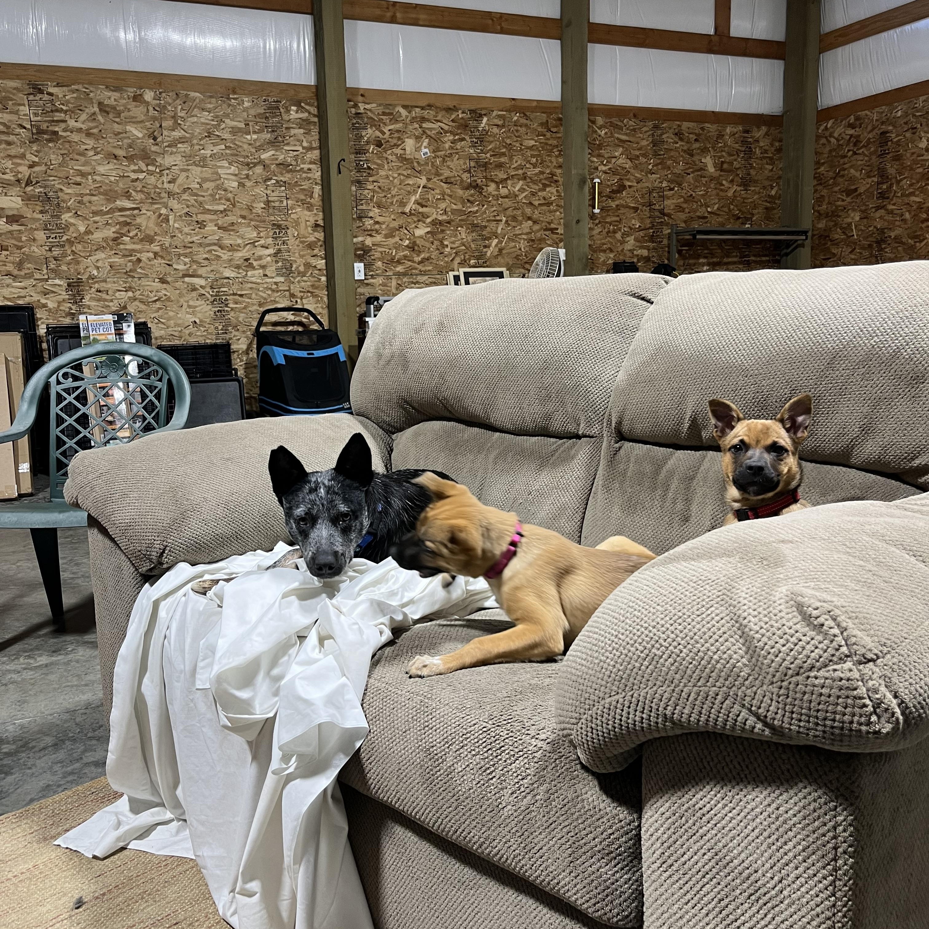 Faith Hill, a Adopted Australian Cattle Dog / Blue Heeler in Bellingham, WA image 2/5