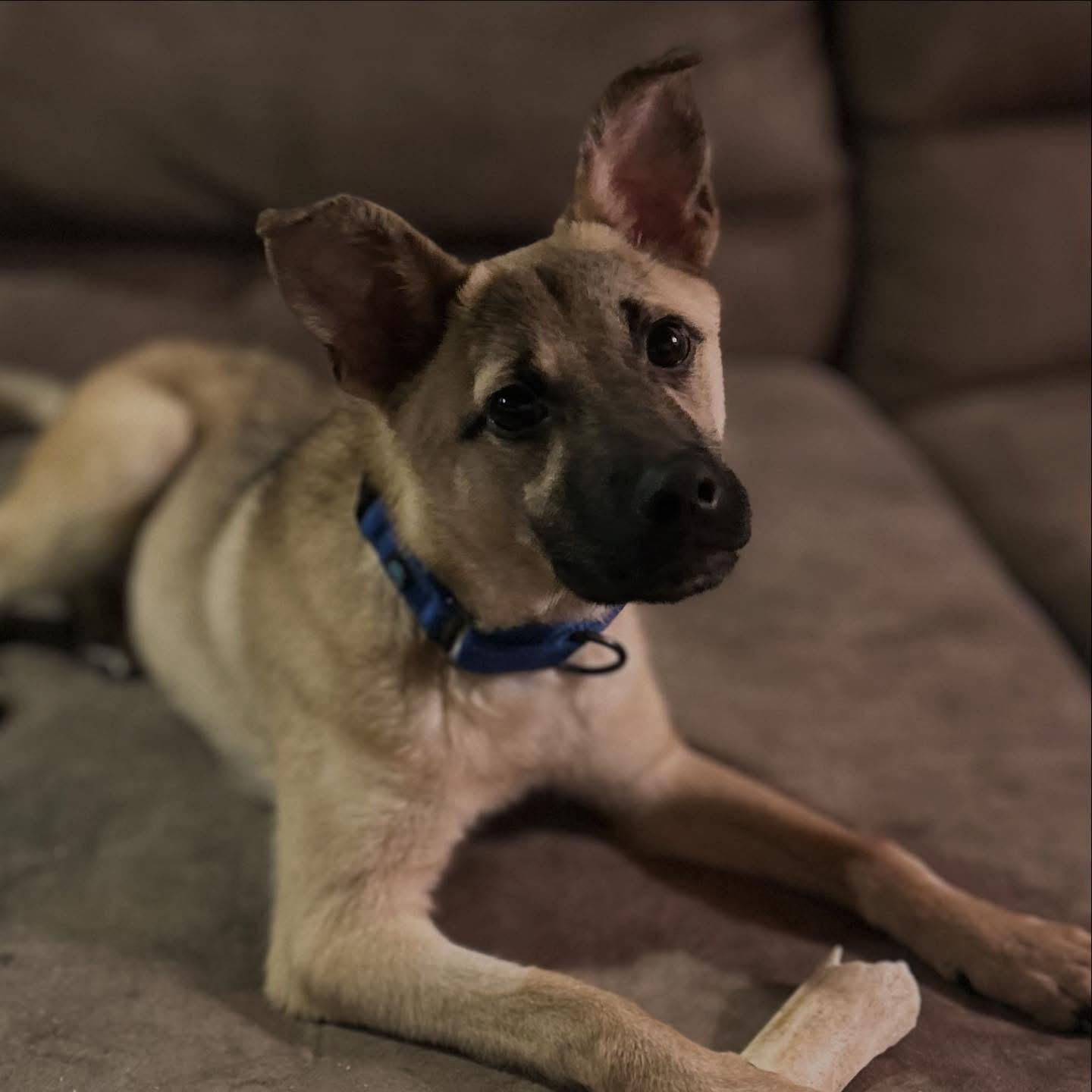 Rocket, a ADOPTABLE mixed breed in West Falls, NY image 1/4