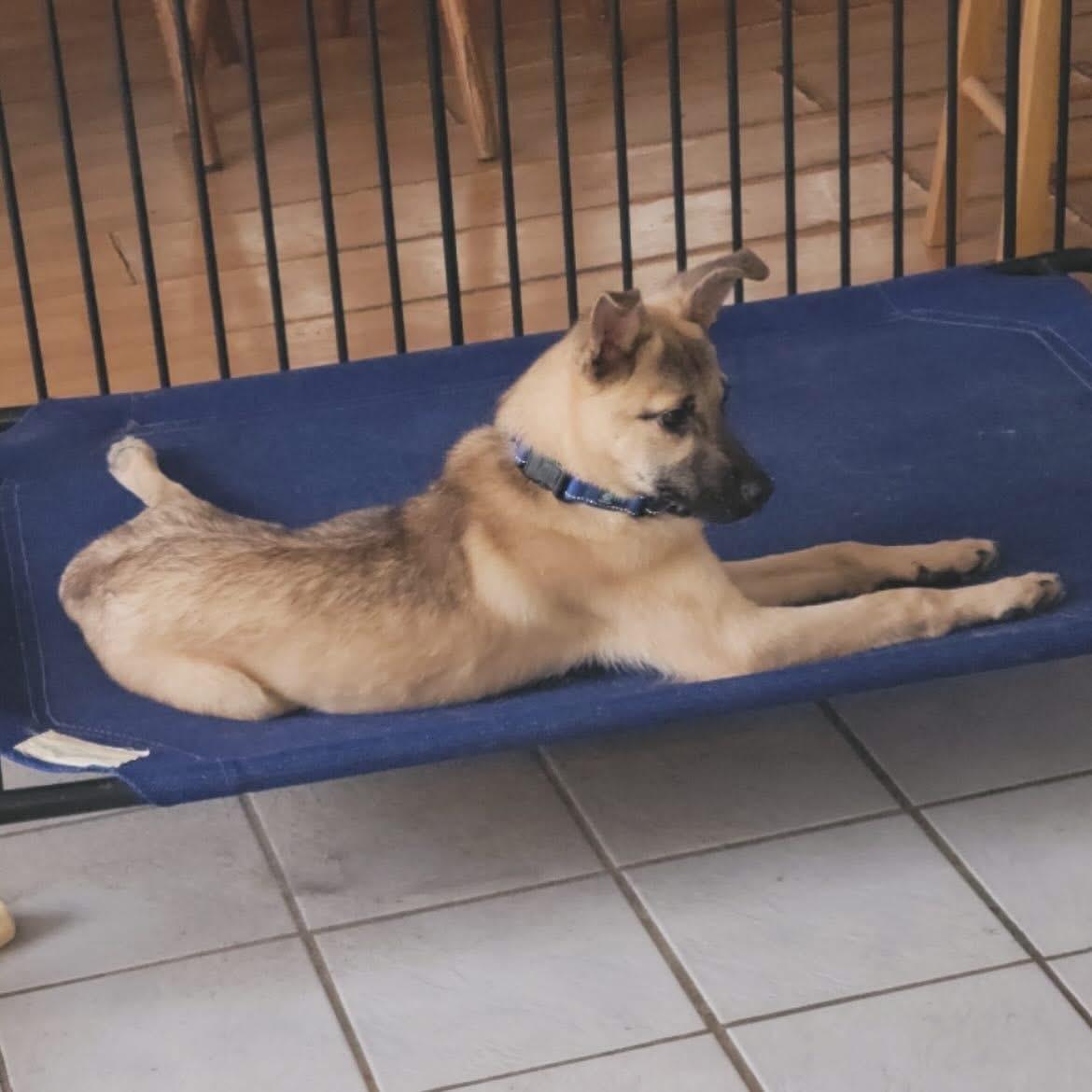 Rocket, a ADOPTABLE mixed breed in West Falls, NY image 2/4