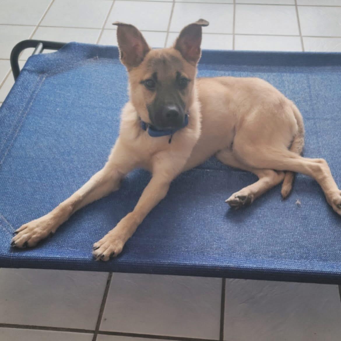 Rocket, a ADOPTABLE mixed breed in West Falls, NY image 3/4