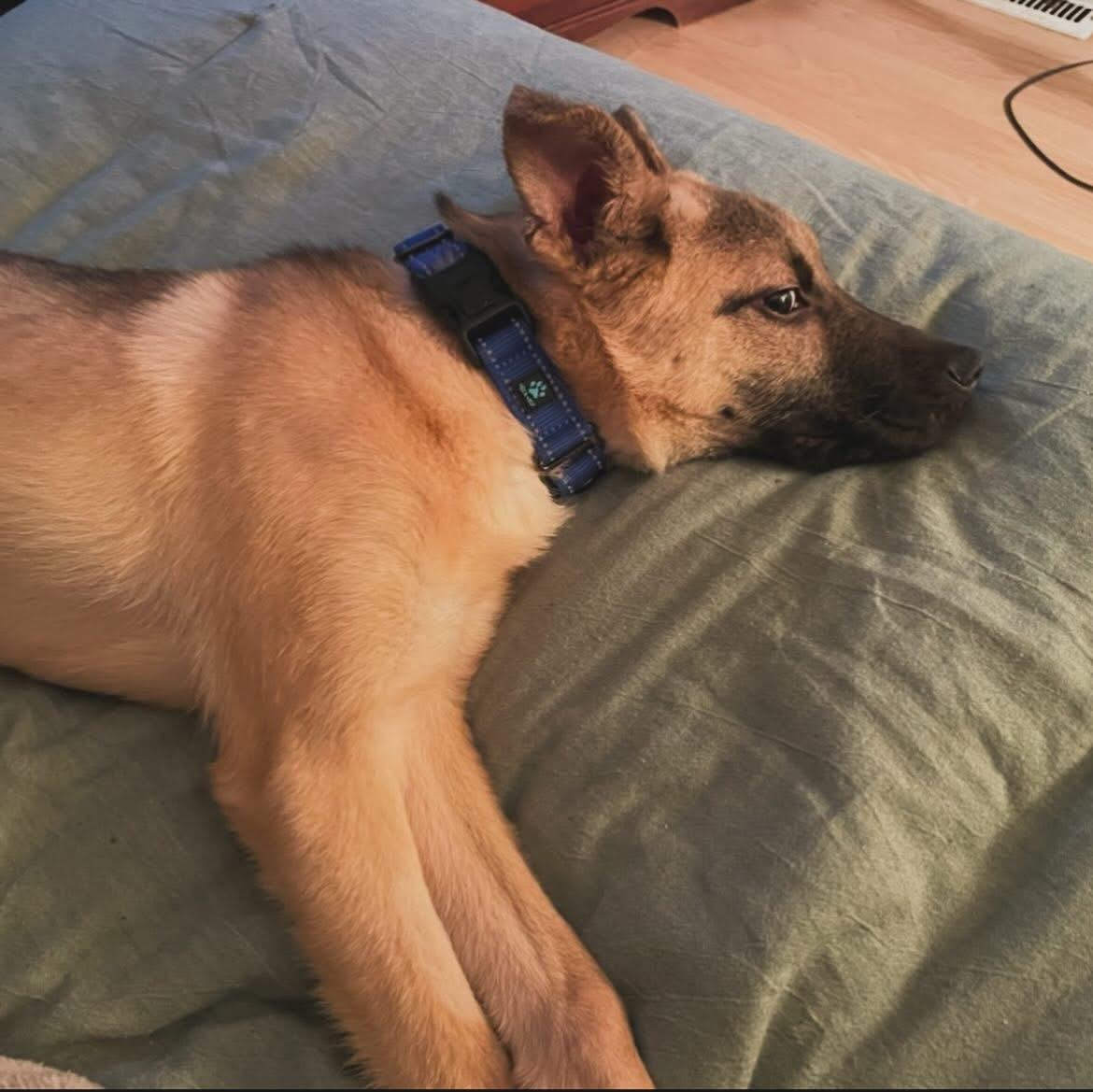 Rocket, a ADOPTABLE mixed breed in West Falls, NY image 4/4