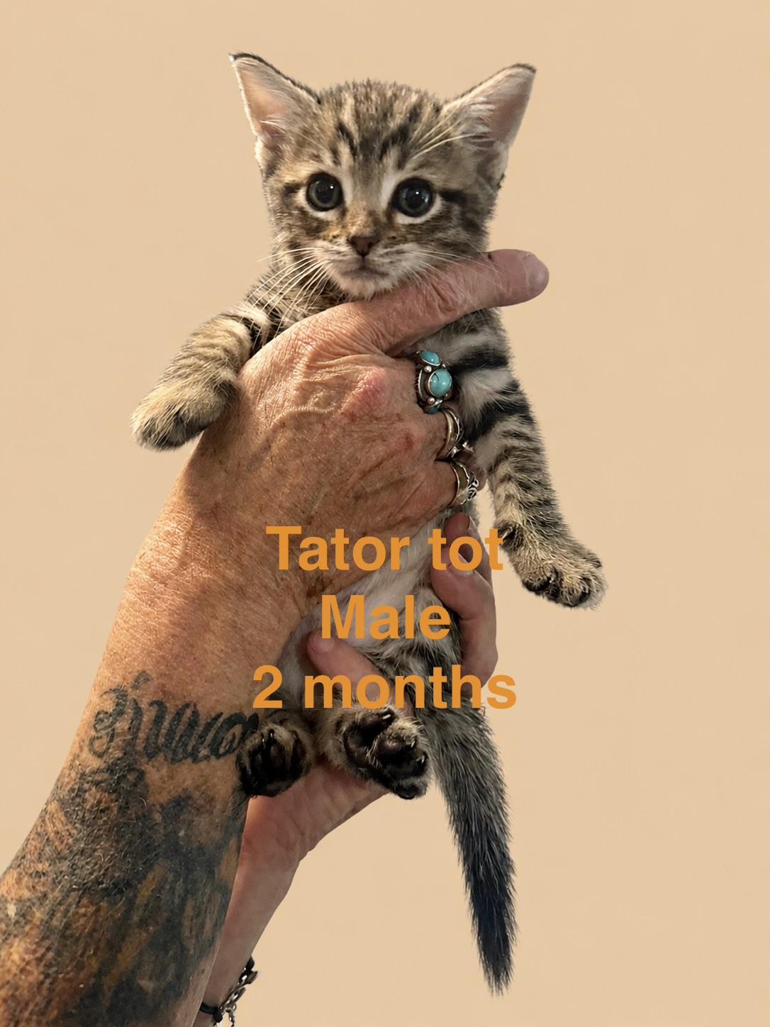 Tator Tot, adopted, Kitten Male Domestic Short Hair.