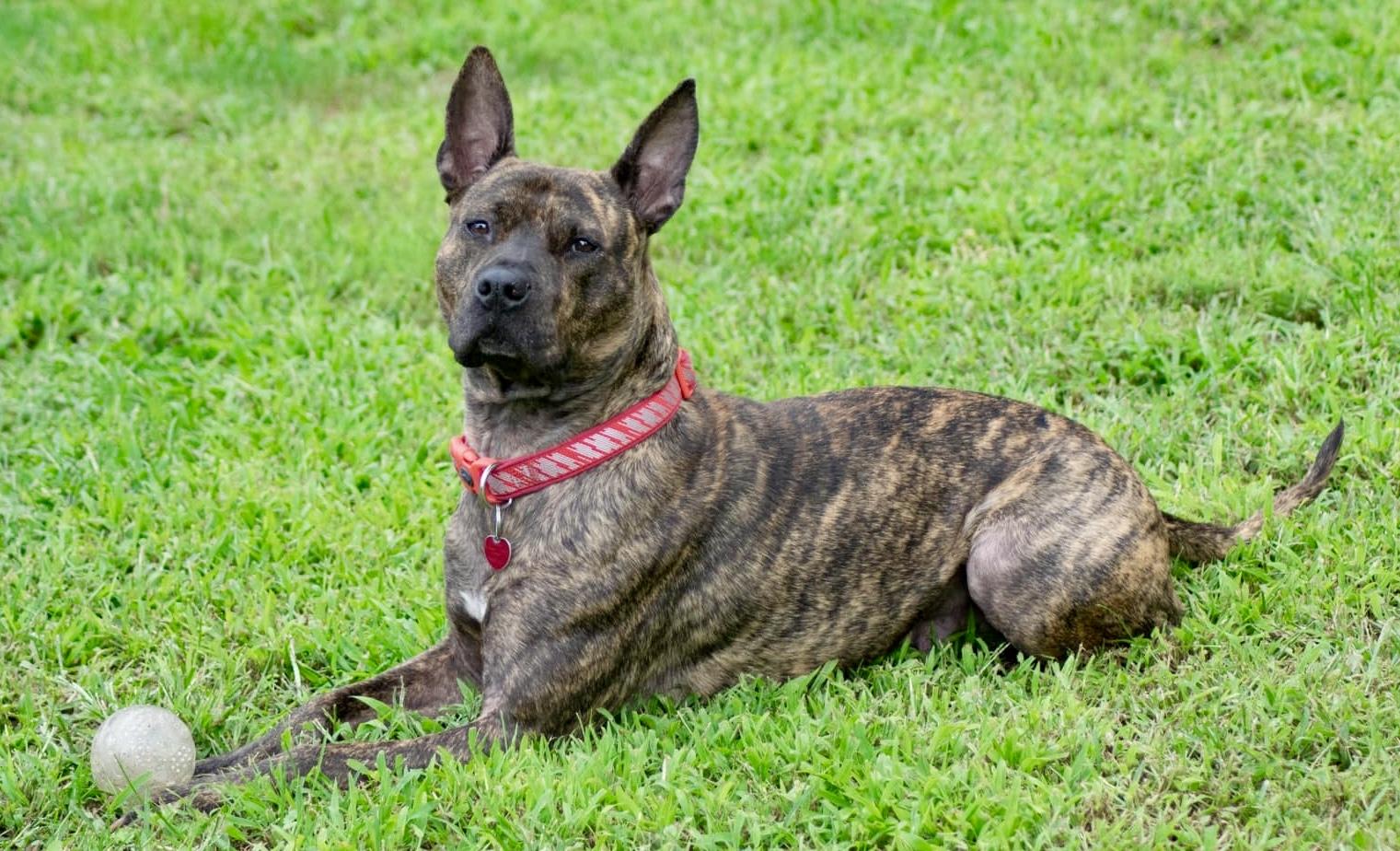 Winnie, a Adoptable mixed breed image 2/5