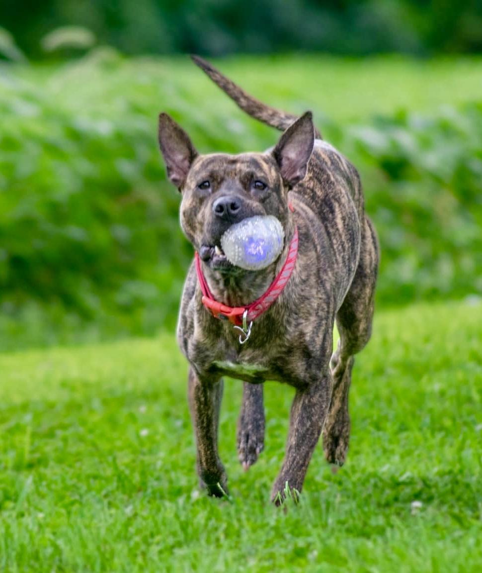 Winnie, Adoptable, Adult Female Dutch Shepherd & Boxer.