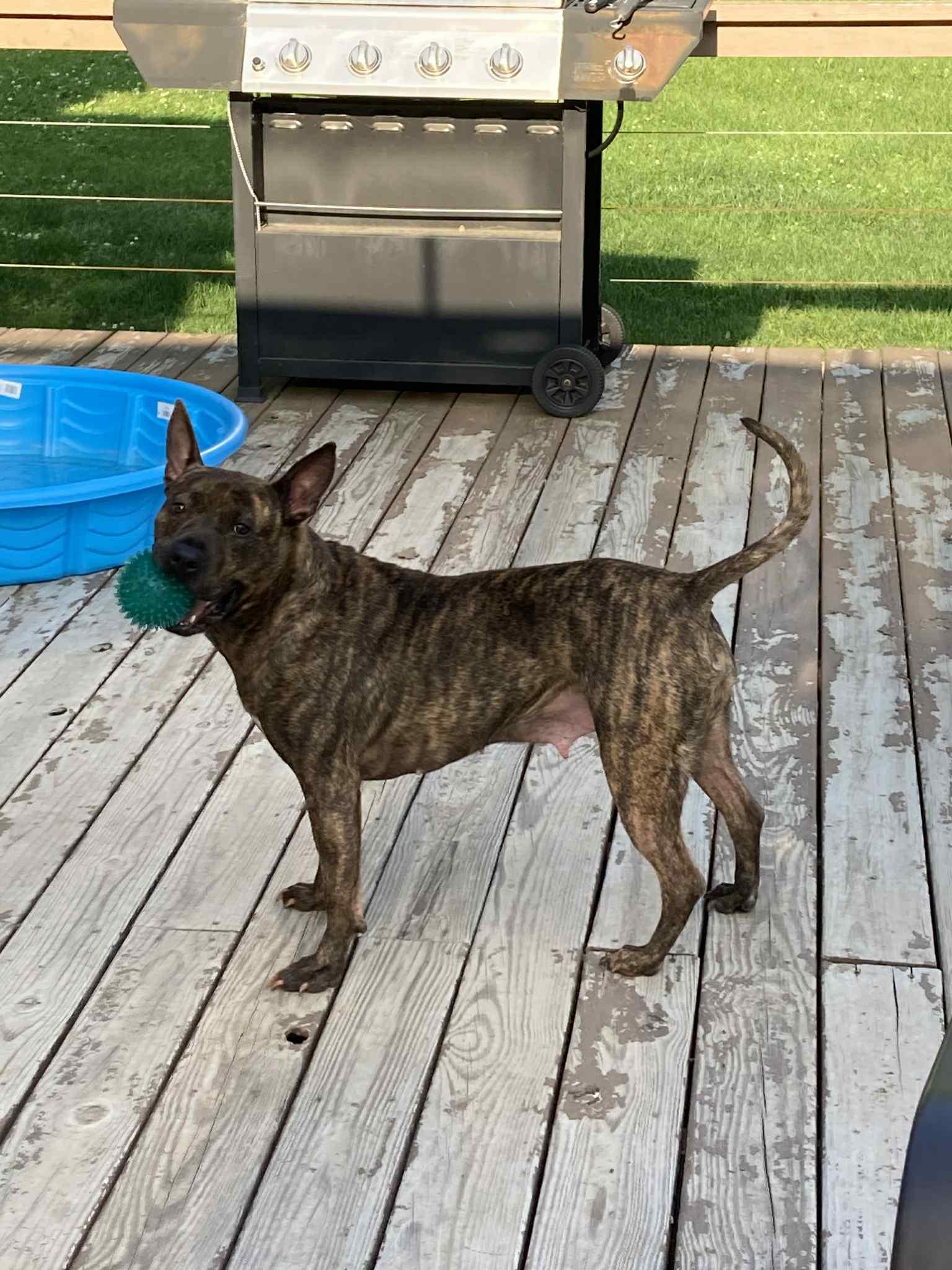 Winnie, a Adoptable mixed breed image 4/5