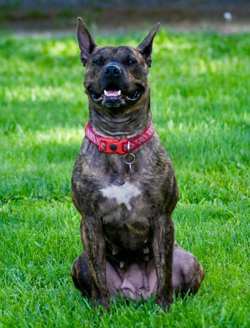 Winnie, a Adoptable mixed breed image 5/5