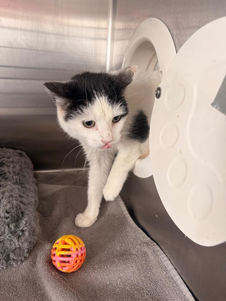Edith, Adopted, Kitten Female Domestic Short Hair.