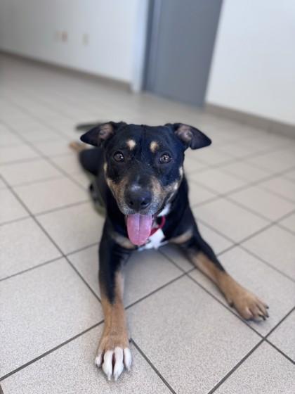Enlarge Bagel, a Adoptable mixed breed in Traverse City, MI image 1/3