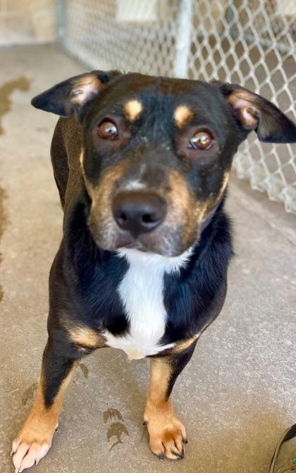 Enlarge Bagel, a Adoptable mixed breed in Traverse City, MI image 2/3