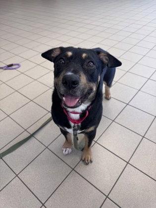 Enlarge Bagel, a Adoptable mixed breed in Traverse City, MI image 3/3