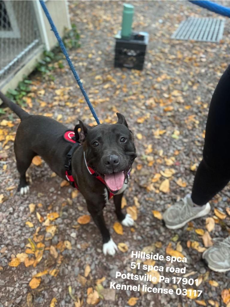 Enlarge Chloe, a Adoptable Pit Bull Terrier in Pottsville, PA image 1/1