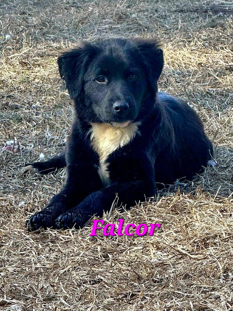 Falcor, Adoptable, Puppy Female Labrador Retriever.