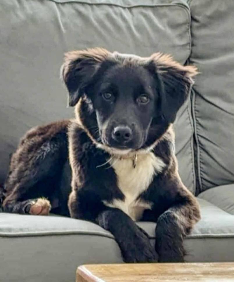 Enlarge Falcor aka Annie, a Adoptable mixed breed in Norfolk, MA image 2/5