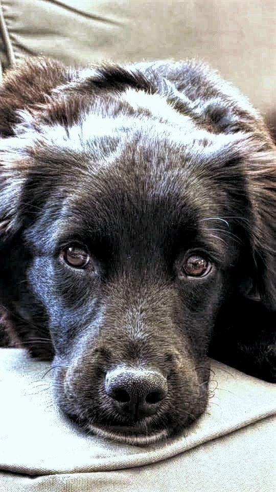 Enlarge Falcor aka Annie, a Adoptable mixed breed in Norfolk, MA image 4/5