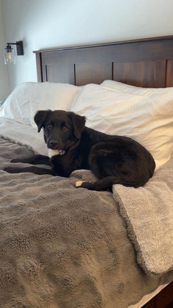 Enlarge Falcor aka Annie, a Adoptable mixed breed in Norfolk, MA image 5/5