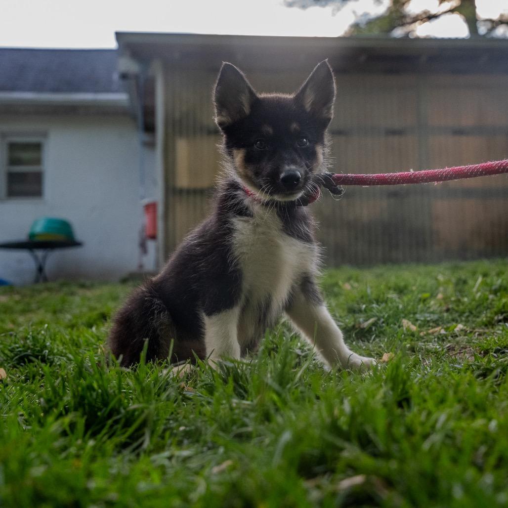 Derby, a Adoptable mixed breed in Pawling, NY image 1/6
