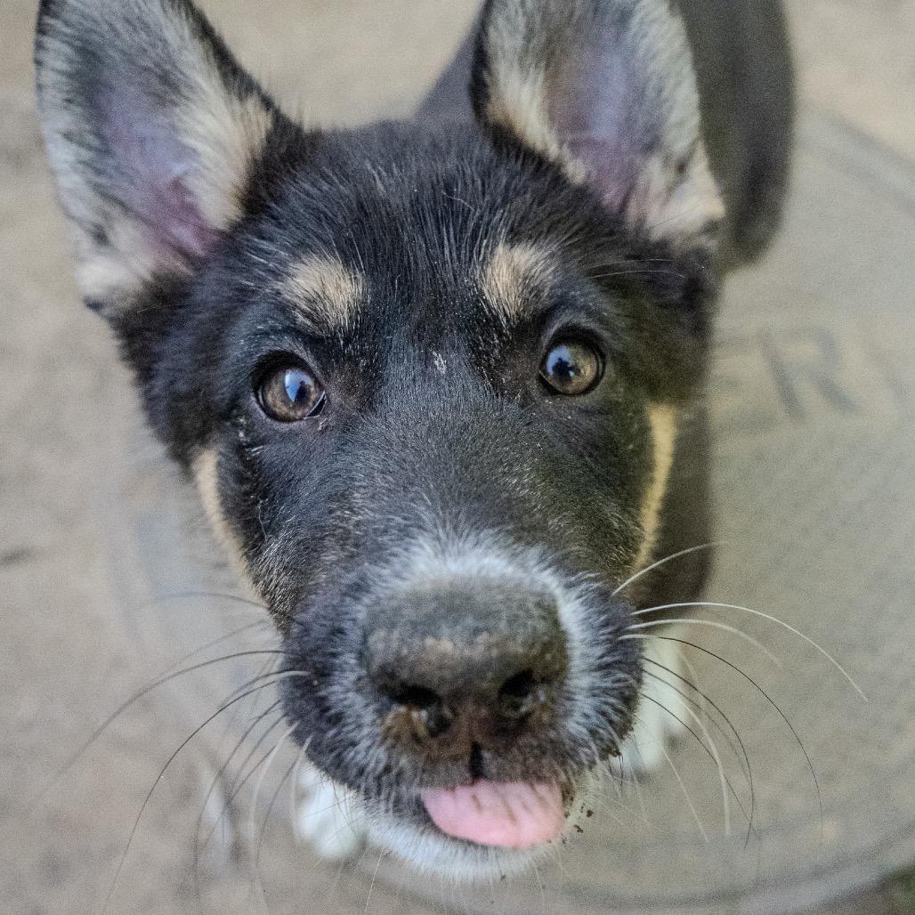 Derby, a Adoptable mixed breed in Pawling, NY image 2/6