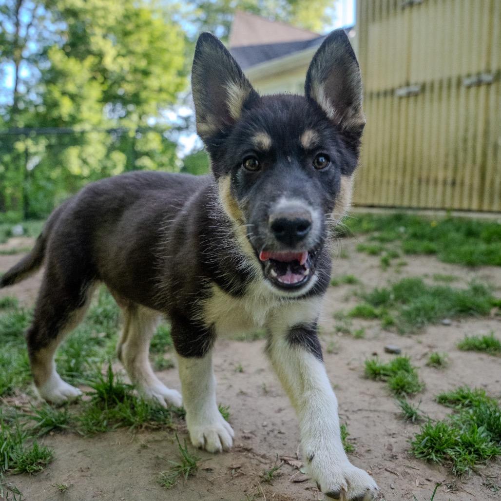 Derby, a Adoptable mixed breed in Pawling, NY image 3/6