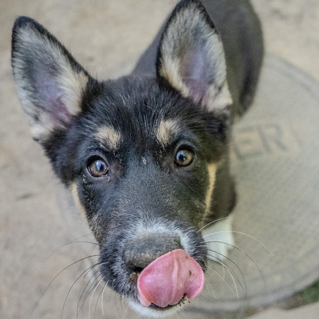 Derby, a Adoptable mixed breed in Pawling, NY image 4/6