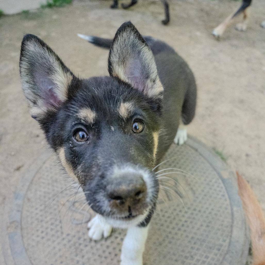 Derby, a Adoptable mixed breed in Pawling, NY image 5/6