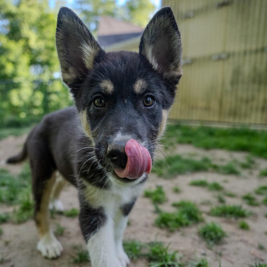 Derby, a Adoptable mixed breed in Pawling, NY image 6/6