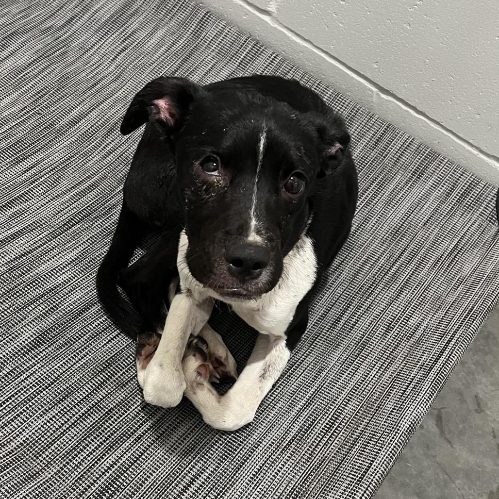 Enlarge Dale, a Adoptable mixed breed in Richmond Hill, GA image 1/1