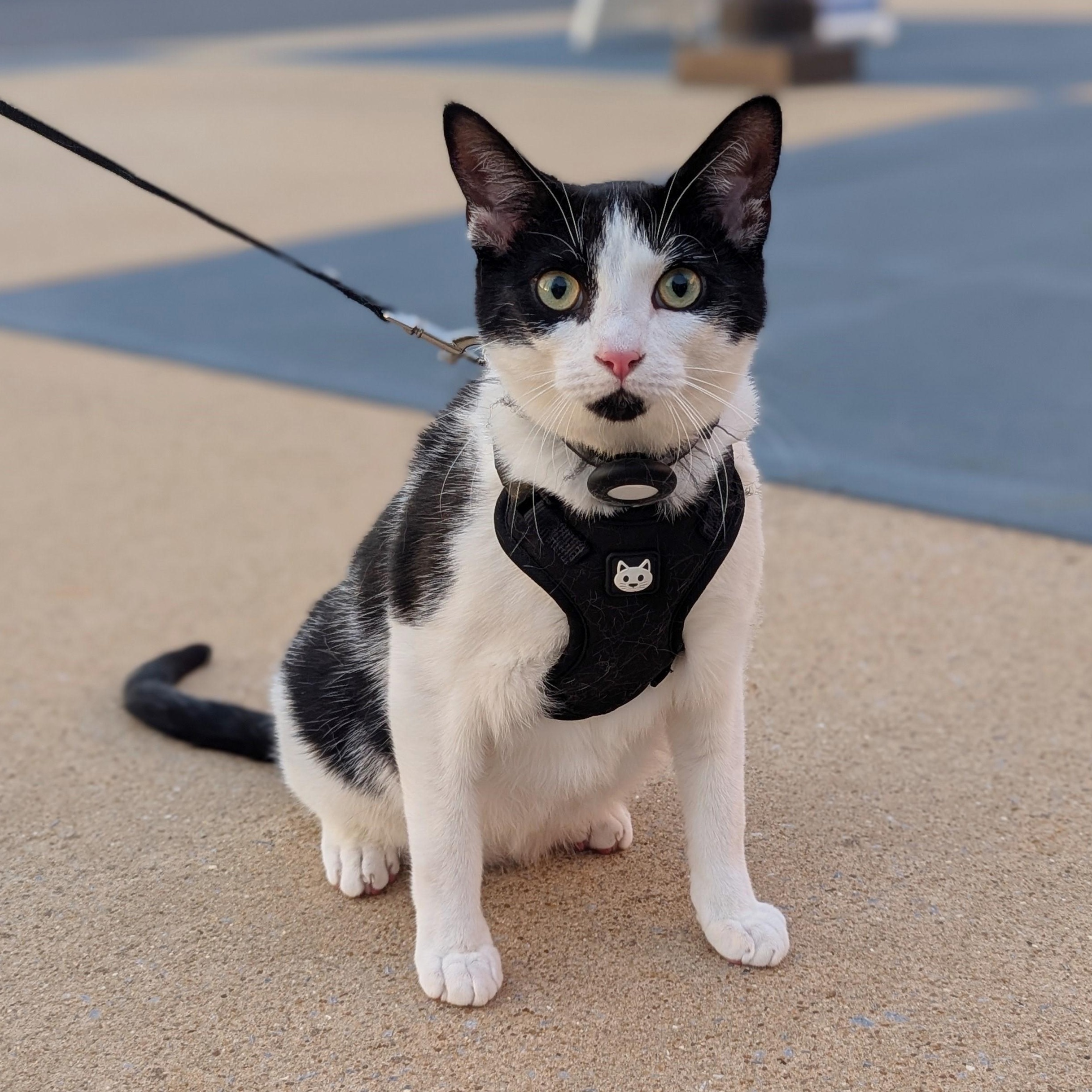 Clover, Adoptable, Kitten Male Domestic Short Hair.