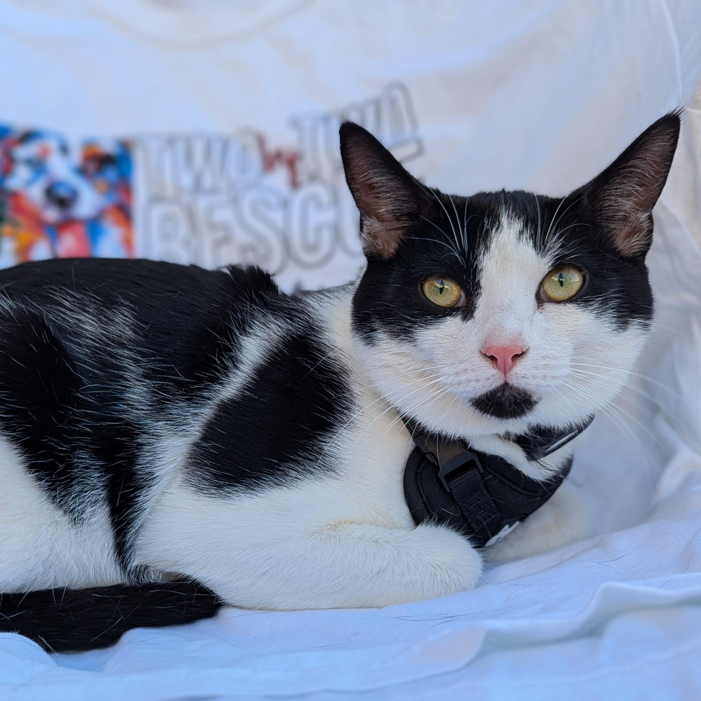Enlarge Clover, a Adoptable mixed breed in Helena, AL image 2/4