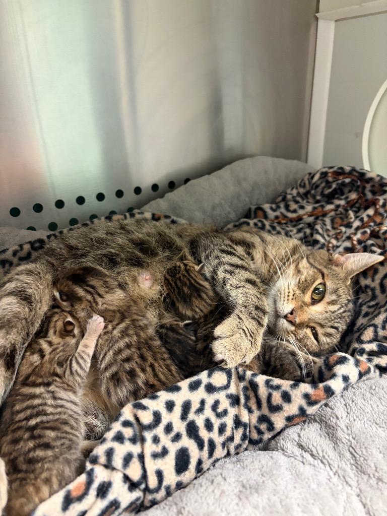 Little Debbie, Adoptable, Young Female Domestic Short Hair.