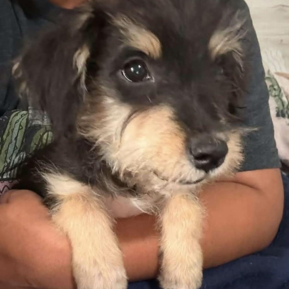 Hayden, ADOPTABLE, Puppy Female Schnauzer.